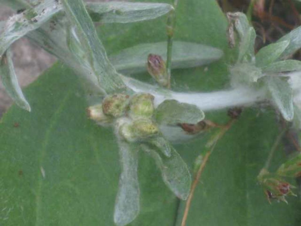 Piante rare palustri quasi scomparse dalla Pianura padana